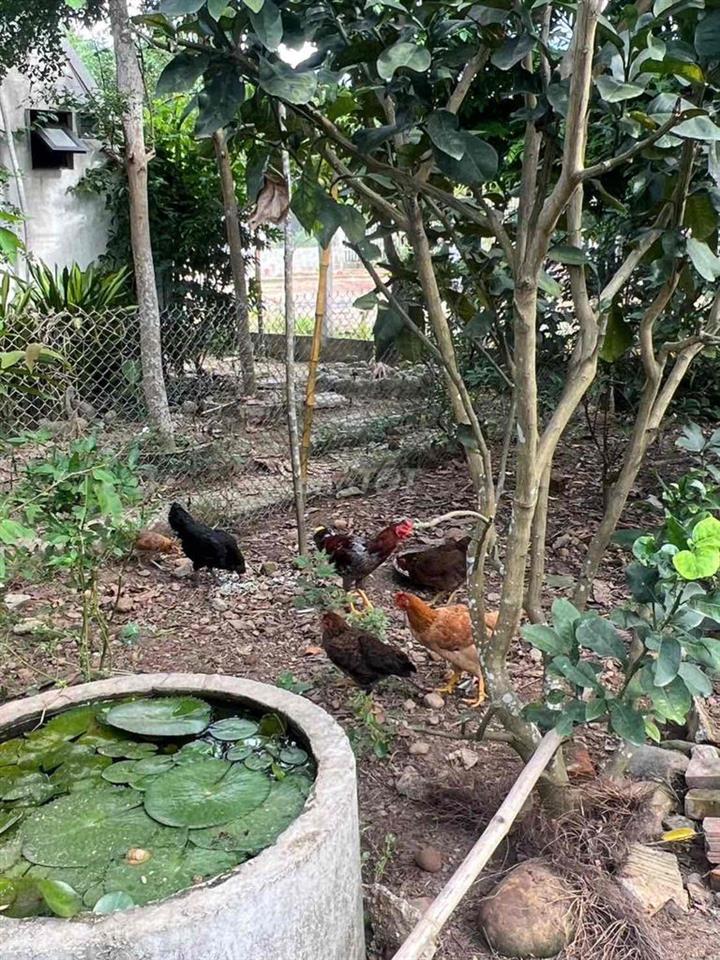 Cho thuê nhà vườn ( Kiểu Homestay) tại thôn Hoà Phú( gần núi thần tài)