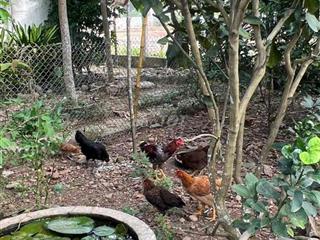 Cho thuê nhà vườn ( Kiểu Homestay) tại thôn Hoà Phú( gần núi thần tài)