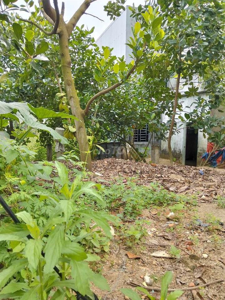 Lô đất ba lá gần chợ thanh vinh. Hoà khánh bắc đà nẵng