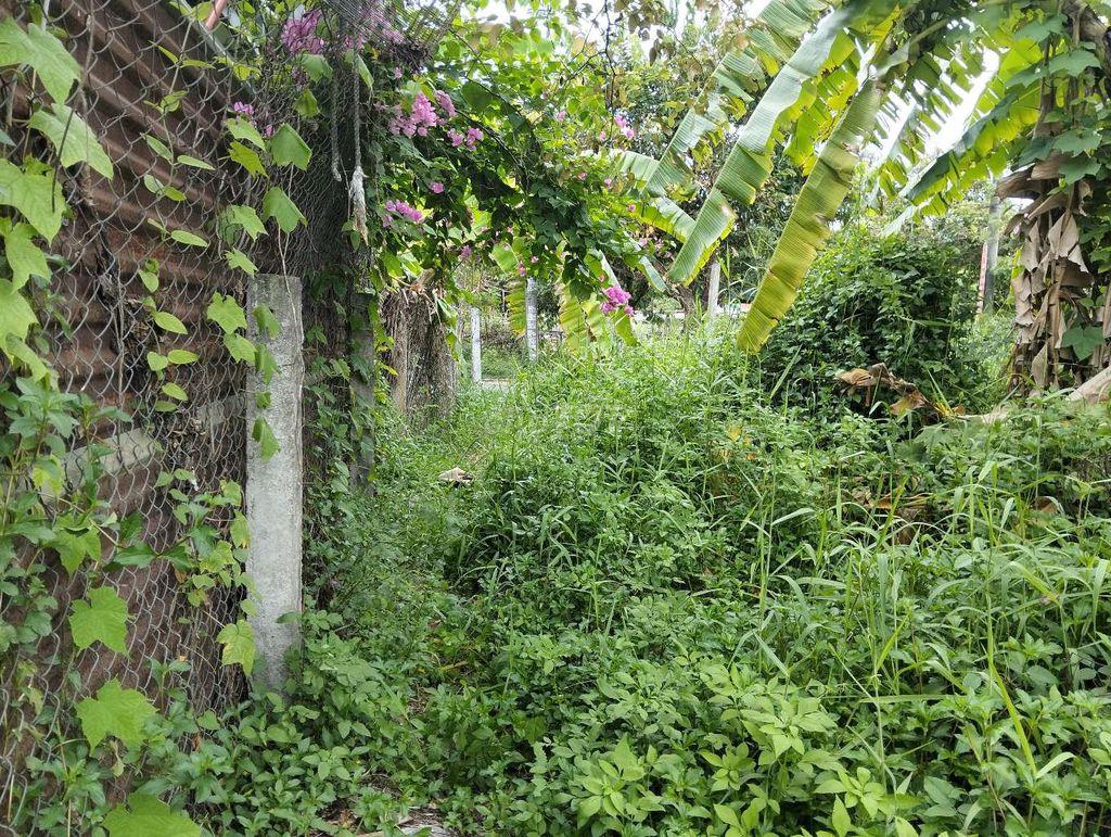 lô đất sổ hồng đất lúa. đường tôn đản. đà nẵng 