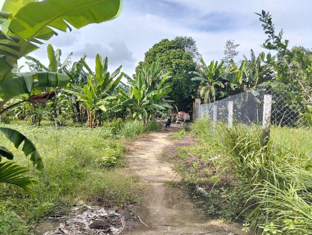 lô đất sổ hồng đất trồng cây hàng năm khu hoà nhơn đà nẵng 