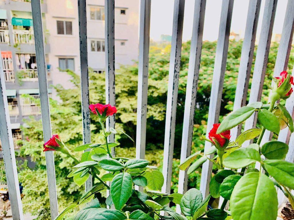 🏠 CHÍNH CHỦ BÁN CHUNG CƯ TRUNG TÂM SƠN TRÀ – 2,5 TỶ
