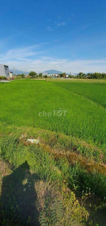 Bán đất nông nghiệp gần khu dân cư đông đúc,  Phường Hòa Xuân,Đà Nẵng 