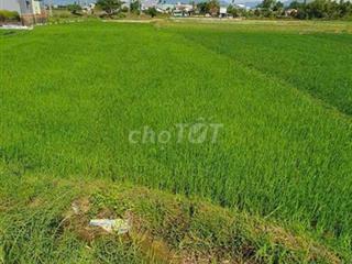 Bán đất nông nghiệp gần khu dân cư đông đúc,  Phường Hòa Xuân,Đà Nẵng 