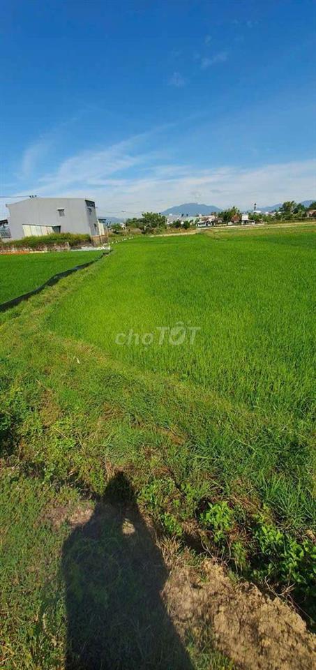 Bán đất nông nghiệp gần khu dân cư đông đúc,  Phường Hòa Xuân,Đà Nẵng 