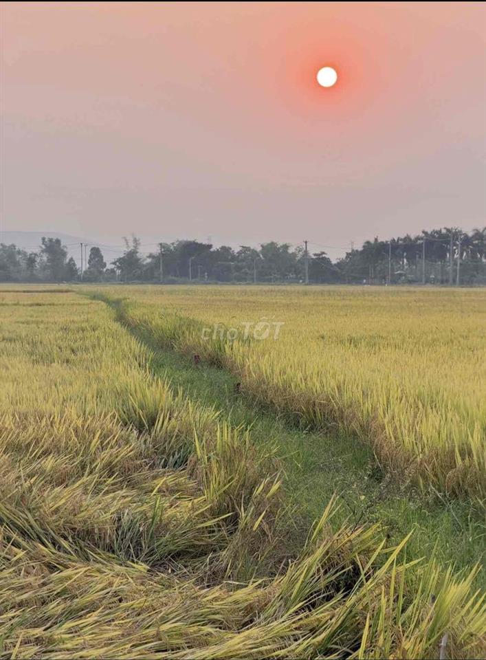 Bán gần 1 sào đất chuyên Lúa nước