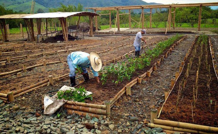 Do có việc gia đình nên không làm vườn được,cần sang lại hoặc cho thuê