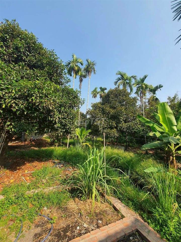 BÁN NHÀ VƯỜN AN SƠN ,THUẬN AN ,BÌNH DƯƠNG