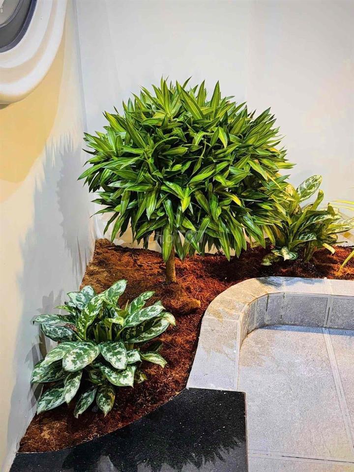 Nhà 2 mặt tiền Phường Phú Mỹ , Thủ Dầu Một 3pn full nội thất