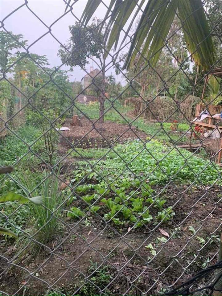 vườn 670m2 thạnh quý