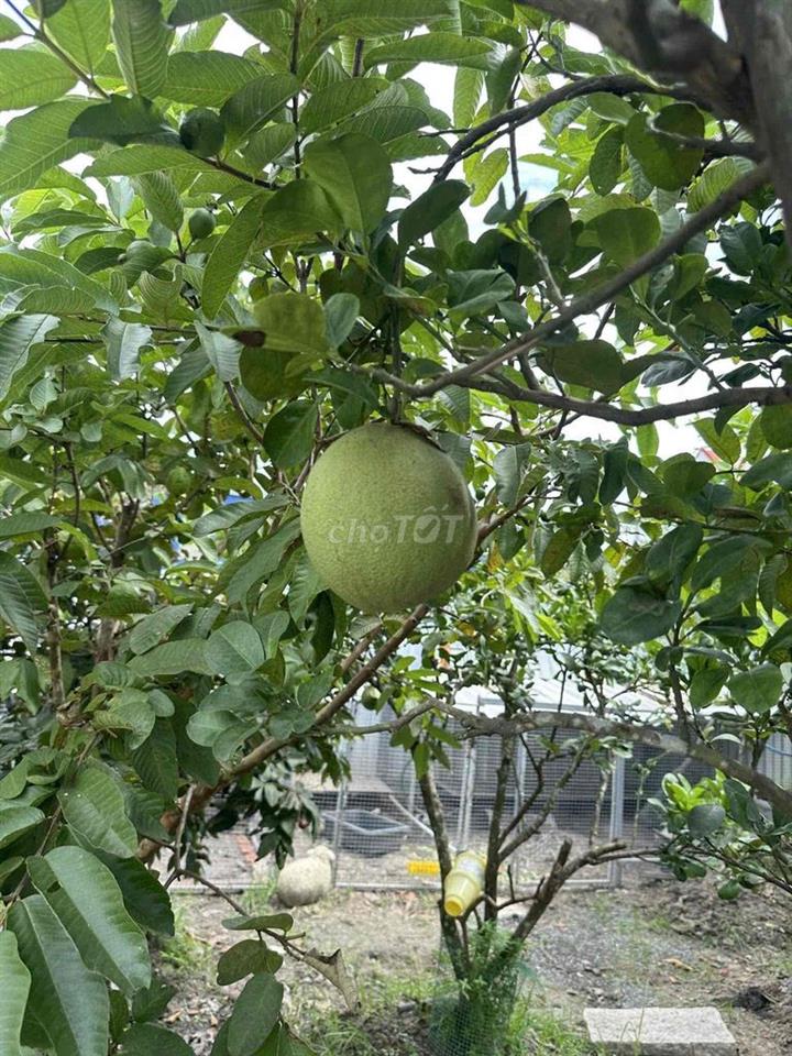 chính chủ bán nhà vườn