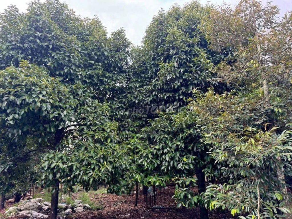 Chủ đang kẹt tiền gửi bán gấp vườn cây ăn trái hơn 1 sào