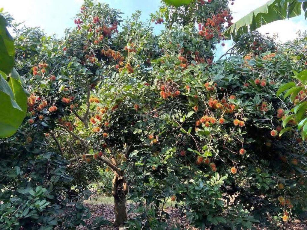 Chủ đang kẹt tiền gửi bán gấp vườn cây ăn trái hơn 1 sào