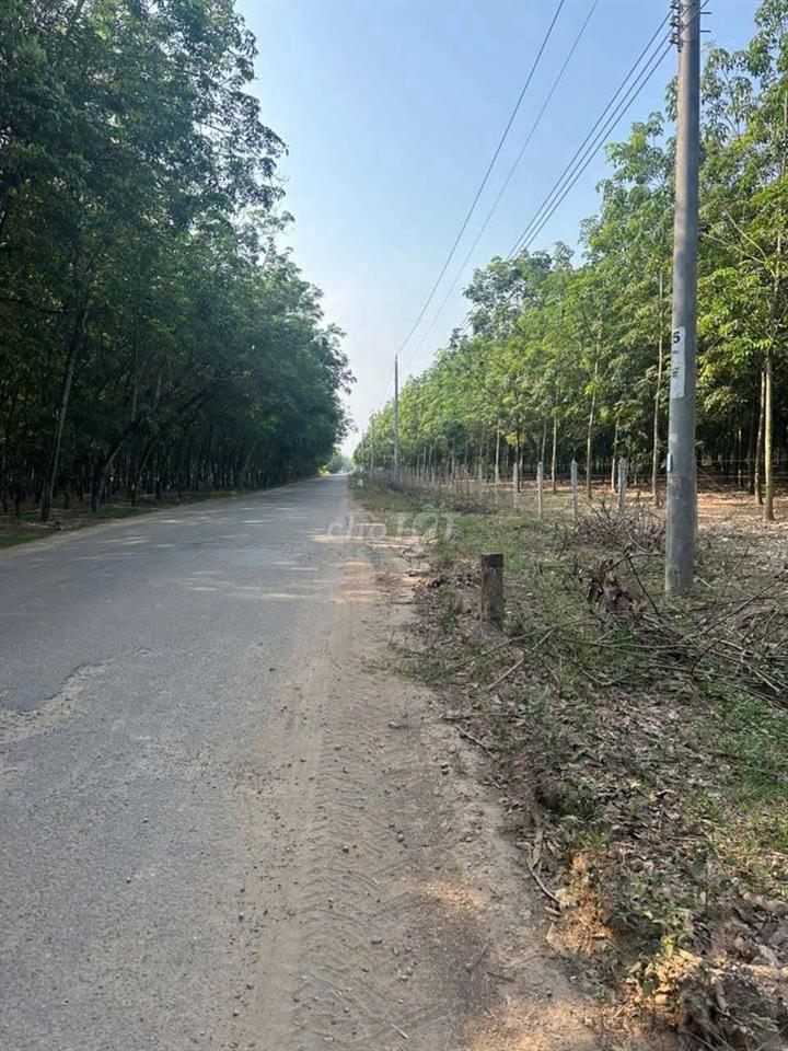 6 héc mặt tiền nhựa 10m cao su đang thu hoạch