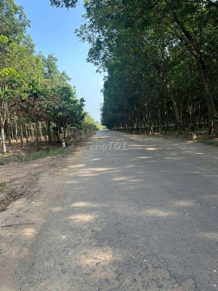 6 héc mặt tiền nhựa 10m cao su đang thu hoạch