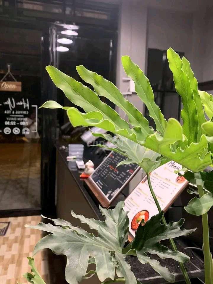 Cần sang gấp quán cà phê