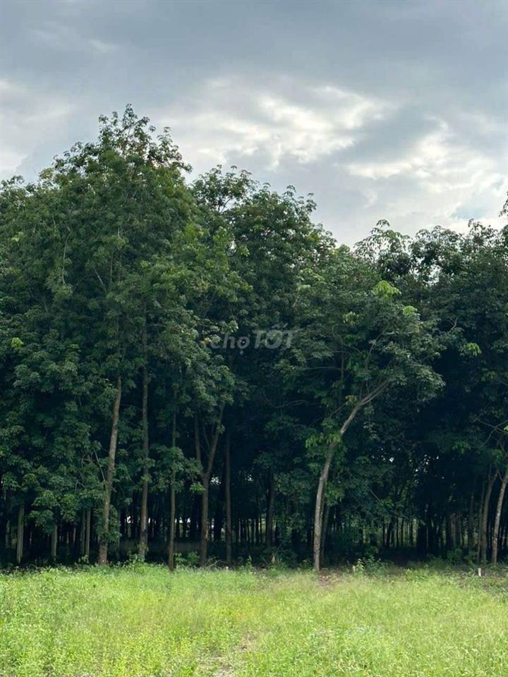 Đất Mẫu đường ĐH-507 xã An Linh 1,8ha Giá chỉ 10 tỷ 990 triệu