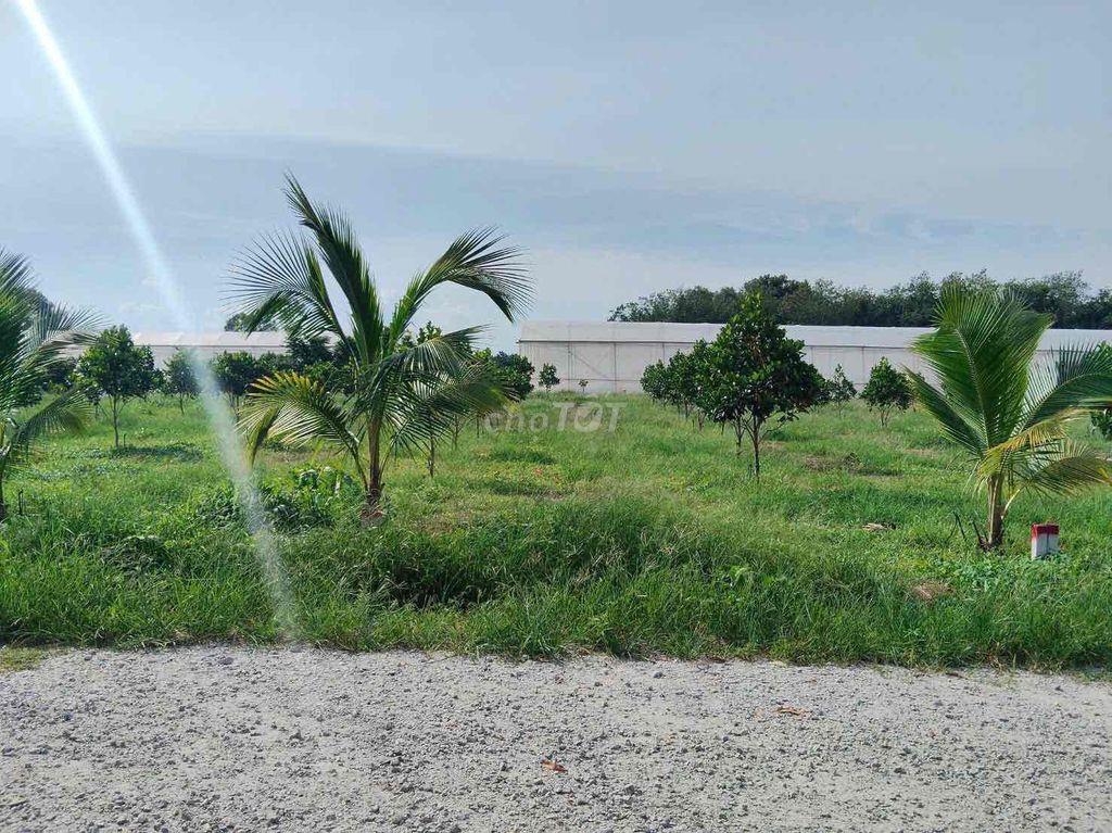 251m2 thổ cư bán ngộp 380tr sổ riêng trồng mít chuẩn bị lên nhựa