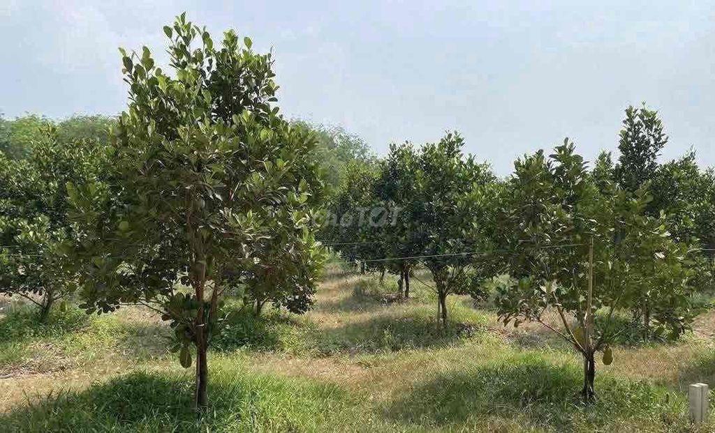 Đất vườn 2000m2 Đường 6m Thuộc Phước Thành Tp HCM