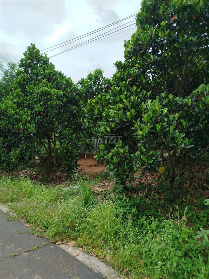 Bán Vườn MÍt tròn 300m2 sẵn 100tc,cách KCN ANnova chỉ 2km giá: 600tr