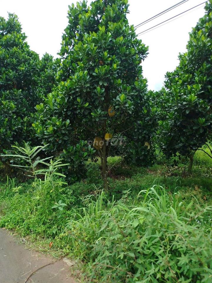 Bán Vườn MÍt tròn 300m2 sẵn 100tc,cách KCN ANnova chỉ 2km giá: 600tr
