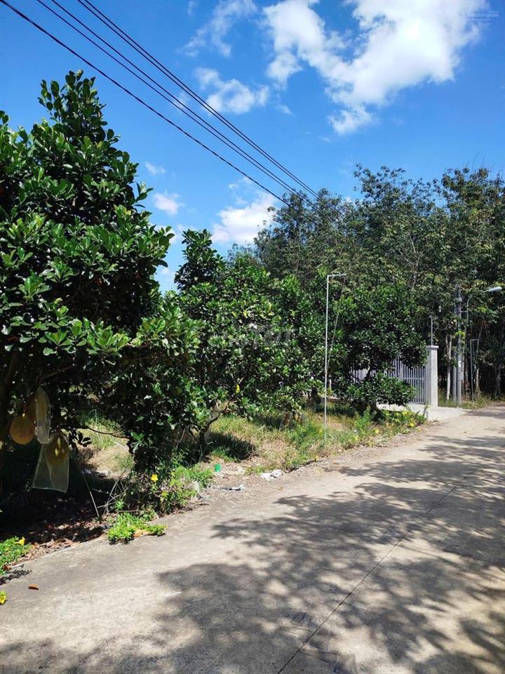 Em cần bán lô đất sào 1100m2 đang trồng mít tại xã An Thái sổ hồng sẵn
