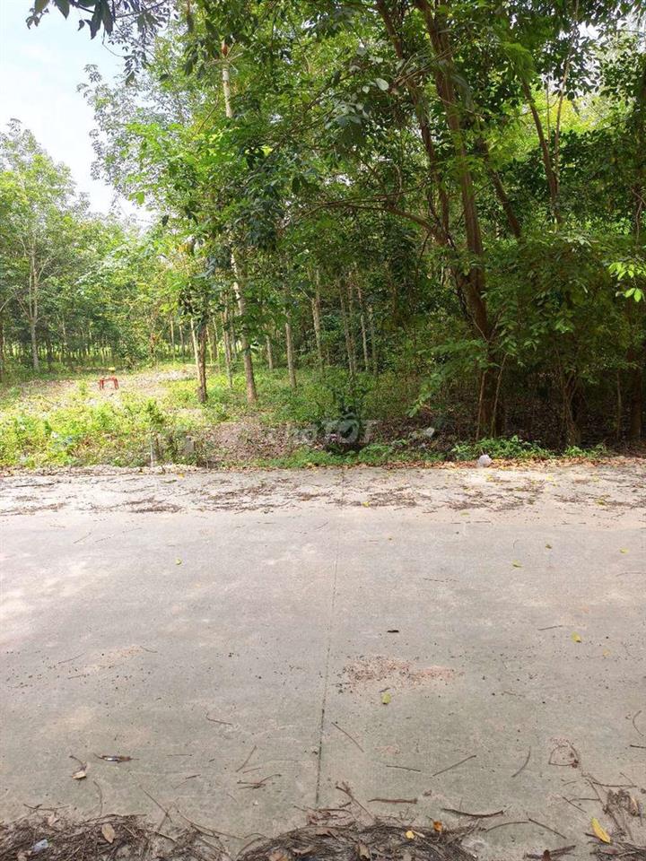 Đất đường tân bình 68 cách đường DT742 đi vô gần 100m