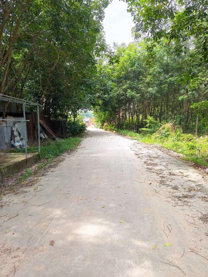 Đất đường tân bình 68 cách đường DT742 đi vô gần 100m