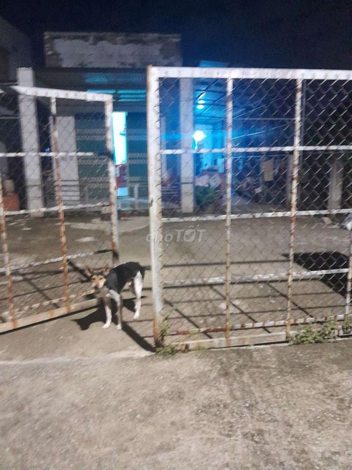 bán nhà đất ở bến cát Bình Dương