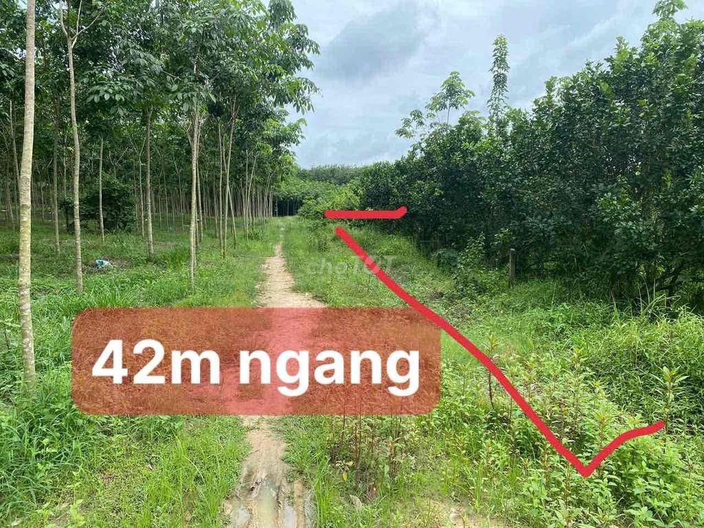 Bán nhanh vườn bưởi mini Long Nguyên