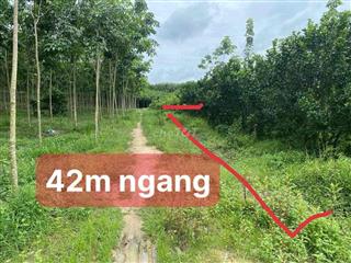 Bán nhanh vườn bưởi mini Long Nguyên