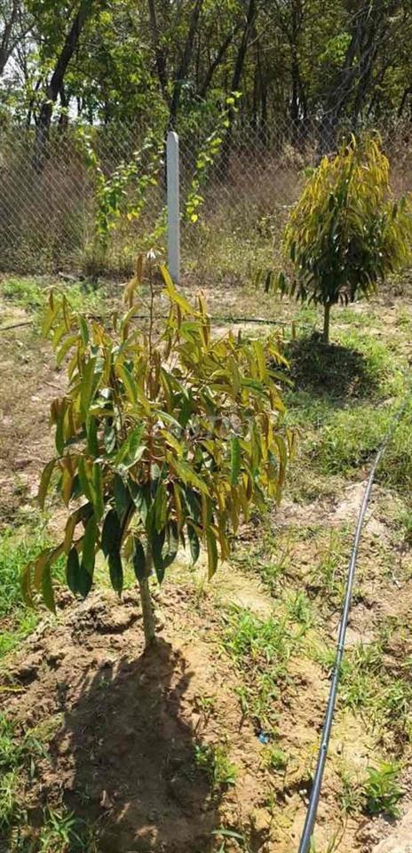 Bán Gấp Nhà Vườn Nha Bích Gần KCM Becamex