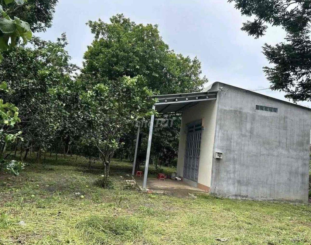 Bán Vườn Bưởi Đang Cho Thu Hoặc