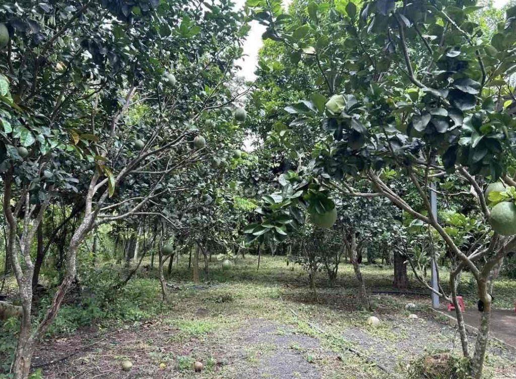 Bán Vườn Bưởi Đang Cho Thu Hoặc