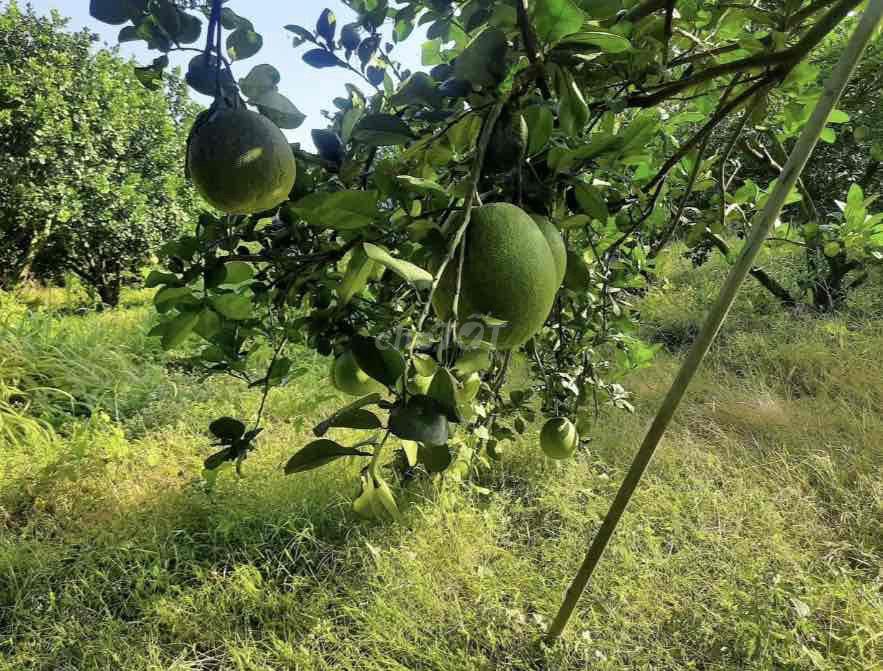 Bán Vườn Bưởi Đang Cho Thu Hoặc