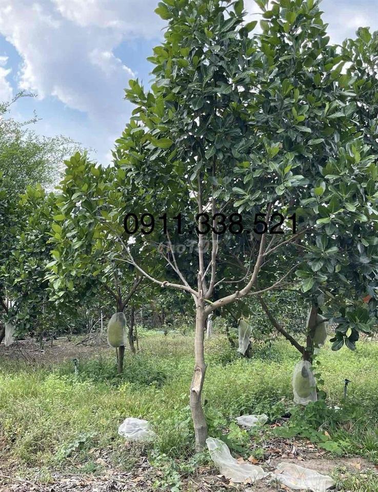 Bán Vườn Mít