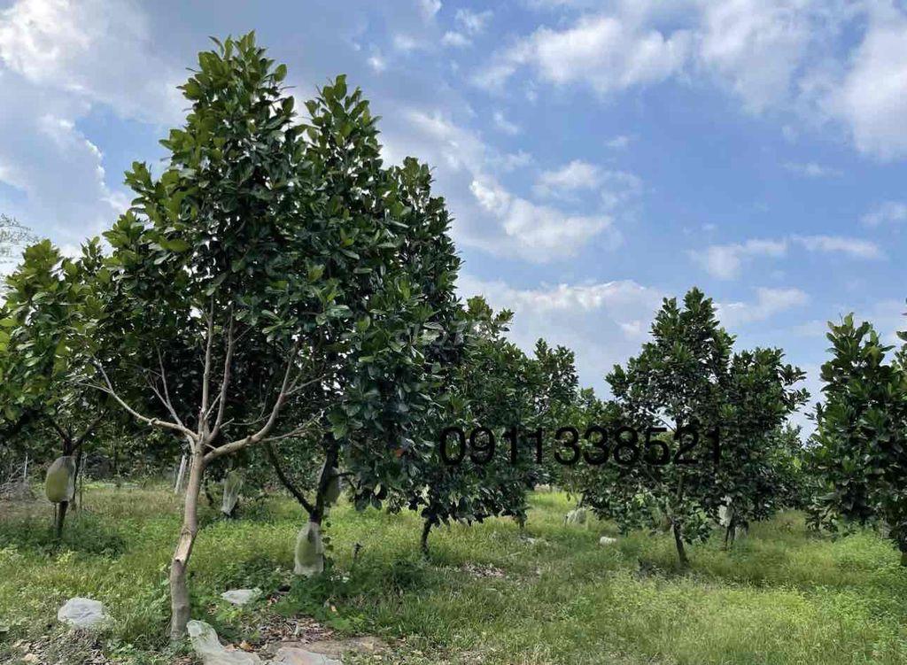 Bán Vườn Mít