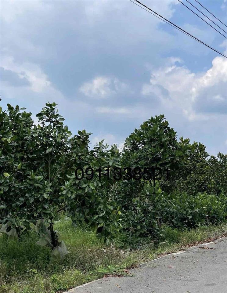 Bán Vườn Mít