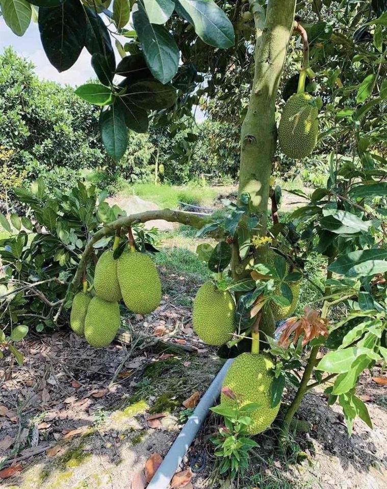 Bán Vườn Mít