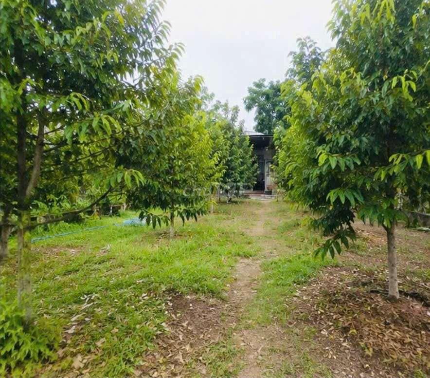 💥 CHỐT NHANH LÔ ĐẤT NHÀ VƯỜN 600M2 - GIÁ 650 TRIỆU