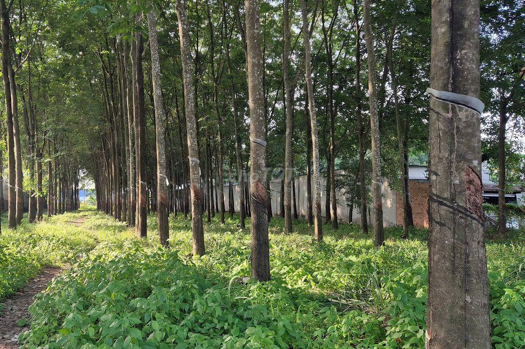 Đất 2 mặt tiền Hùng Vương 1106m2,  p Tây Nam HCM (Bến Cát, BD cũ)