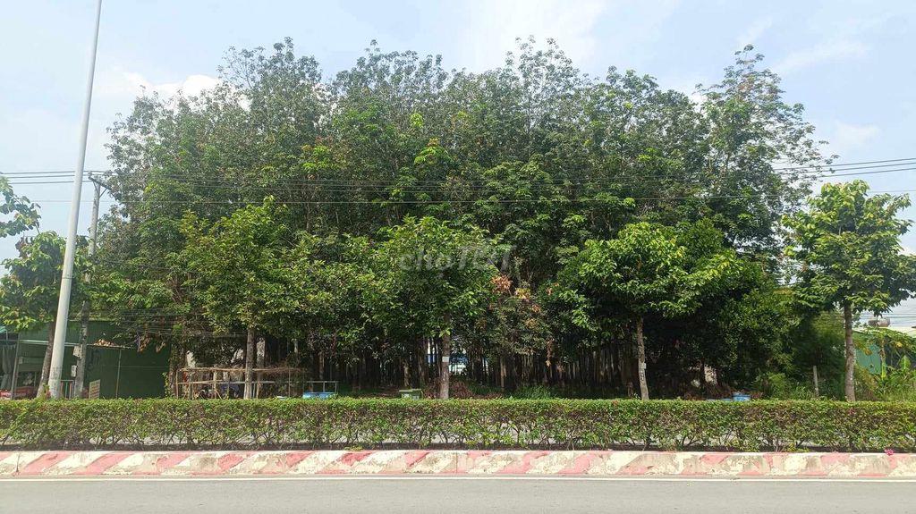 Đất 2 mặt tiền Hùng Vương 1106m2,  p Tây Nam HCM (Bến Cát, BD cũ)