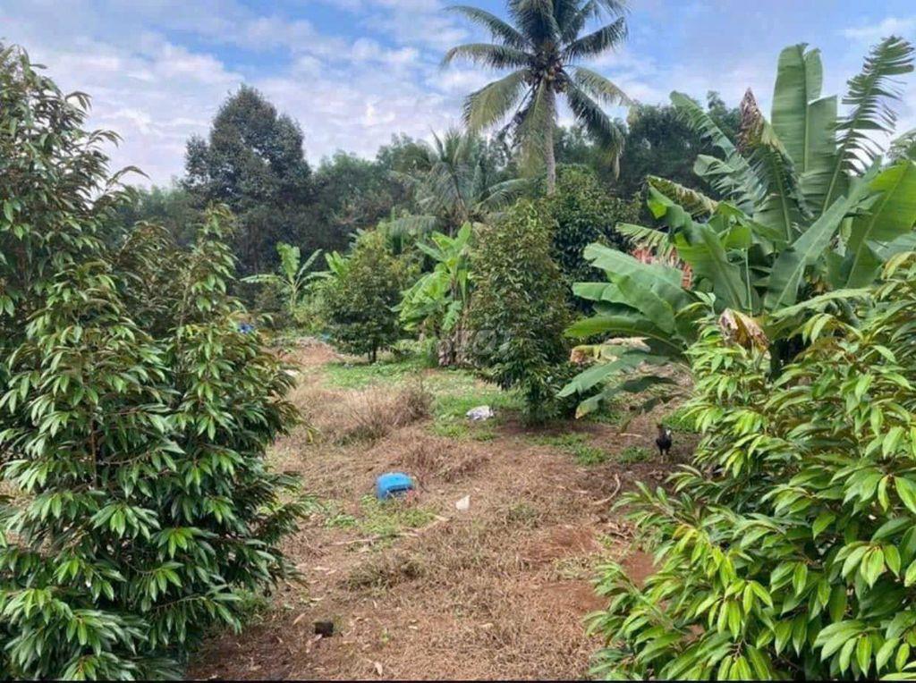 Bán lô sầu Thái từ 145 củ