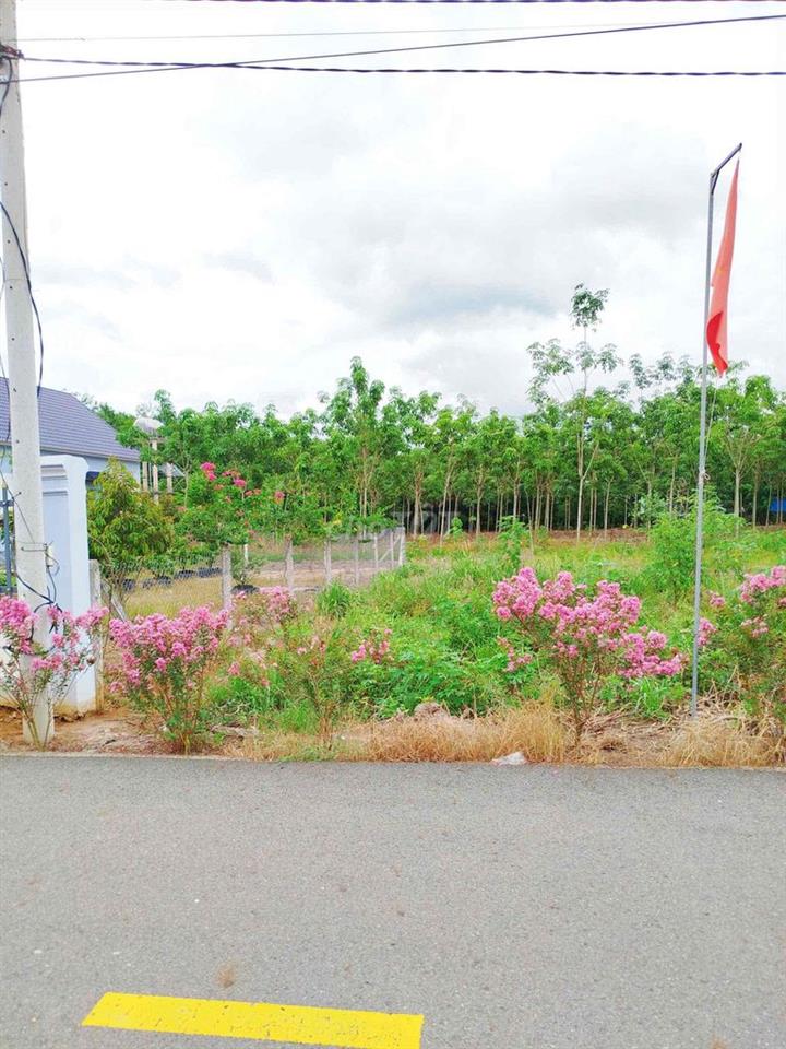 Sang gấp 566,1m2 /665tr đường nhựa dân đông sổ riêng
