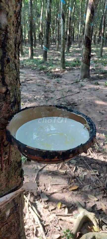 BÁN VƯỜN CAO SU 9000M2 ĐANG CẠO tại VĨNH HÒA, PHÚ GIÁO, BÌNH DƯƠNG
