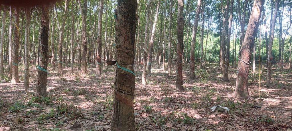 BÁN VƯỜN CAO SU 9000M2 ĐANG CẠO tại VĨNH HÒA, PHÚ GIÁO, BÌNH DƯƠNG