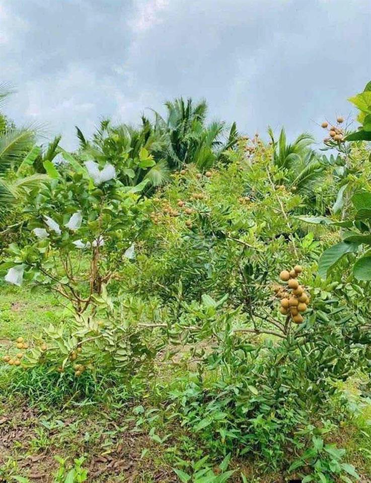 ĐẤT ĐẸP CẦN BÁN GẤP