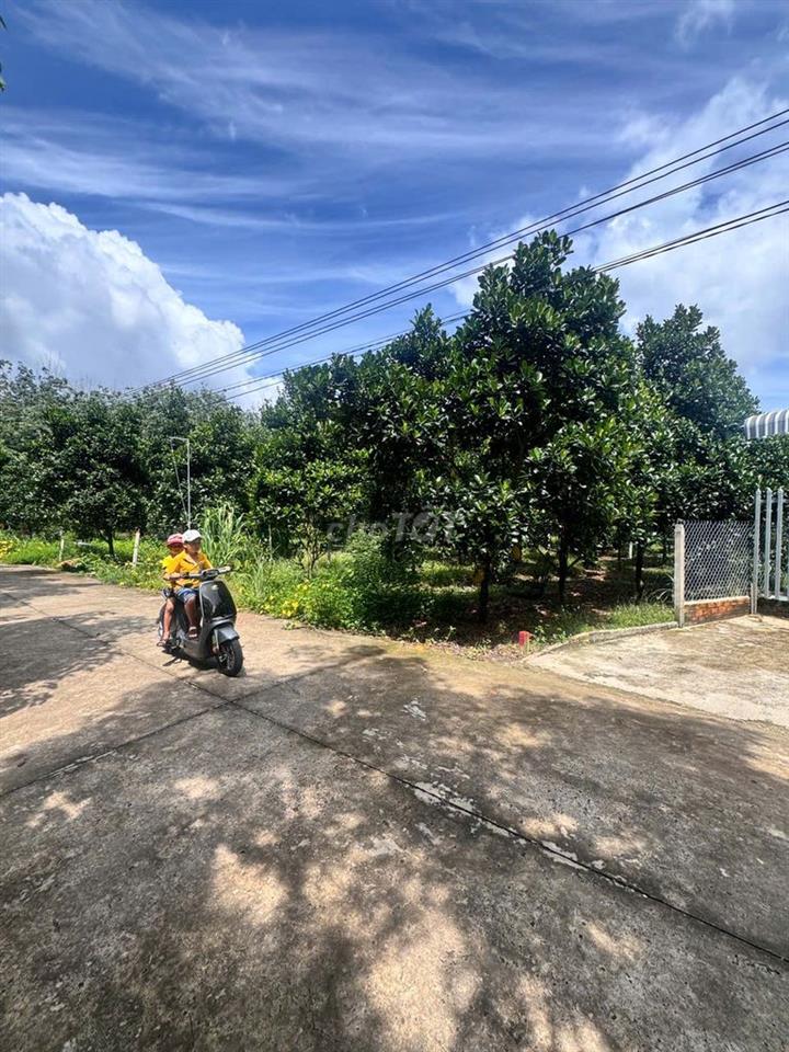 ĐẤT TRỒNG MÍT 260M2 GIÁ CHỈ 590TR, THỔ SẴN 100M2, SAU CHỢ, DÂN ĐÔNG