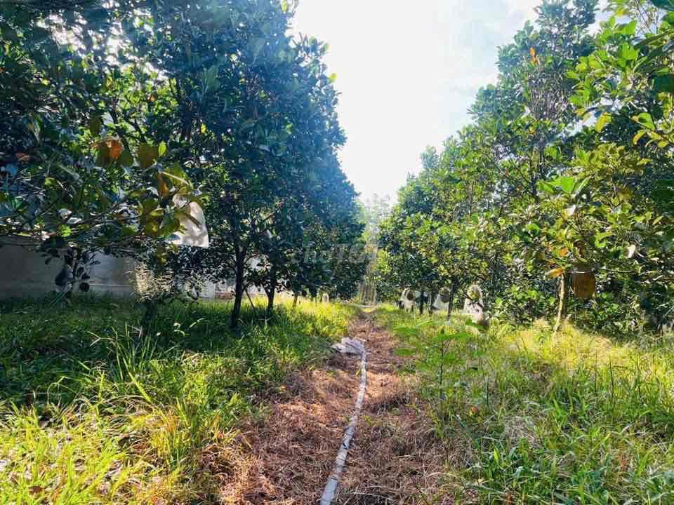 Bán gấp đất xào 550tr 1.700m² có sổ sẵn, cây mít sẵn tại An Thái, Phú