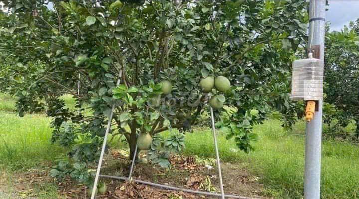 đất vườn có thổ cư xây ở
